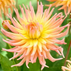 Dahlia - Apricot Star - large pack! - 10 pcs