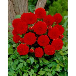 Dahlia - Arnhem - large pack! - 10 pcs