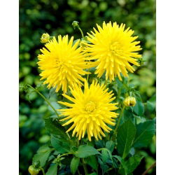 Dahlia - Kennemerland - large pack! - 10 pcs