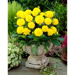 Dahlia - Sisa - large pack! - 10 pcs