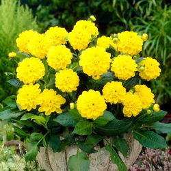 Dahlia - Sisa - large pack! - 10 pcs