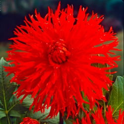 Dahlia - Apache - large pack! - 10 pcs
