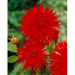 Dahlia - Apache - large pack! - 10 pcs