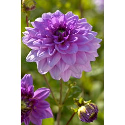 Dahlia - Blue Boy