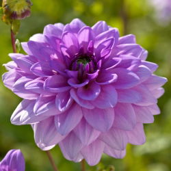 Dahlia - Blue Boy