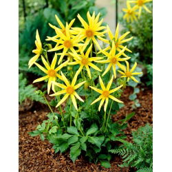 Dahlia - Honka