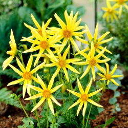 Dahlia - Honka
