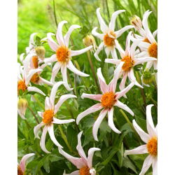 Dahlia - Honka Fragile