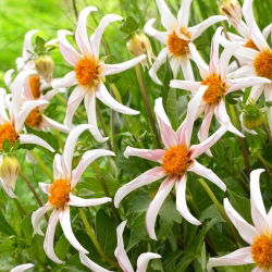 Dahlia - Honka Fragile