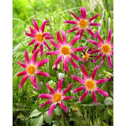 Dahlia - Honka Pink