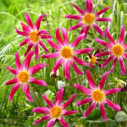 Dahlia - Honka Pink - velké balení! - 10 ks.