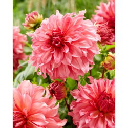 Dahlia - Eilandbewoner - 