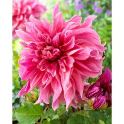 Dahlia - Maki