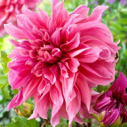 Dahlia - Maki