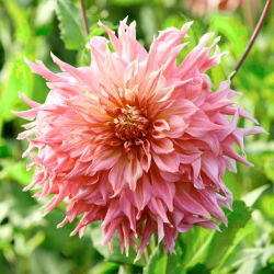 Melancia Dália - Penhill