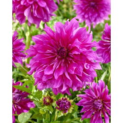 Dahlia - Roxo Taiheijo