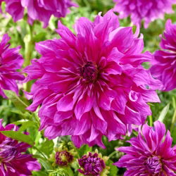 Dahlia - Roxo Taiheijo