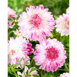 Dahlia - Que Sera - large pack! - 10 pcs