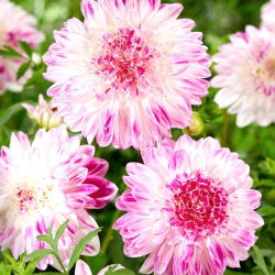 Dahlia - Que Sera - large pack! - 10 pcs