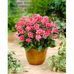 Dahlia - Topmix Roze - 