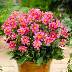 Dahlia - Topmix Roze - 