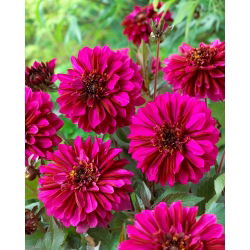 Dahlia - Purple Haze