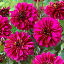 Dahlia - Purple Haze