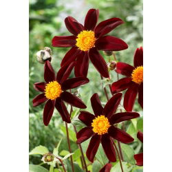 Dahlia - Honka Dark