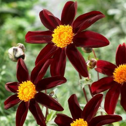 Dahlia - Honka Dark