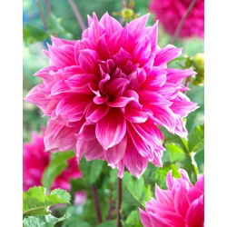 Dahlia - Emory Paul