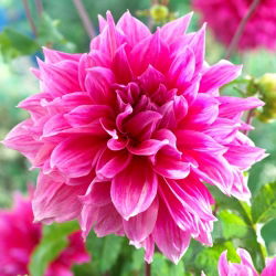 Dahlia - Emory Paul
