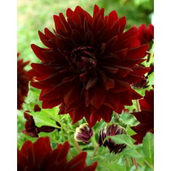 Dahlia - Rip City