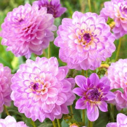 Dahlia - Blue Wish