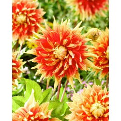 Dahlia - Autumn Sunburst