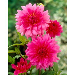 Rožnata dalija - Dahlia Pink