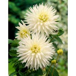 Dahlia - My Love