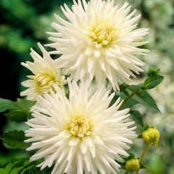 Dahlia - My Love