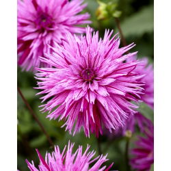 Dahlia - Striped Ambition - large pack! - 10 pcs