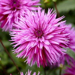 Dahlia - Striped Ambition - large pack! - 10 pcs