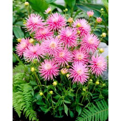 Dahlia - Park Princess - large pack! - 10 pcs