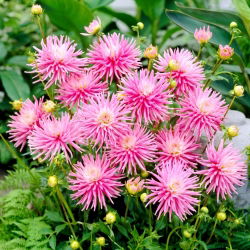 Dahlia - Park Princess - large pack! - 10 pcs