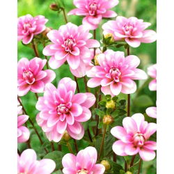 Dahlia - Pink Perception