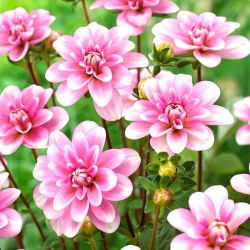 Dahlia - Pink Perception