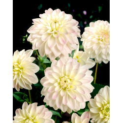 Dahlia - Wittem