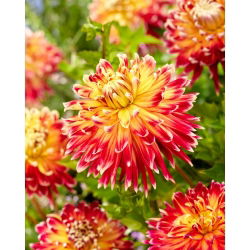Dahlia - Akita - large pack! - 10 pcs