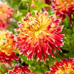 Dahlia - Akita - large pack! - 10 pcs