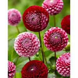 Dahlia - Chick a Dee US