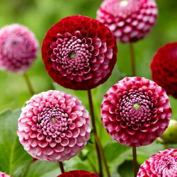 Dahlia - Chick a Dee US