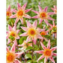 Dahlia - Calças Extravagantes