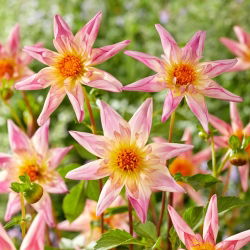 Dahlia - Calças Extravagantes